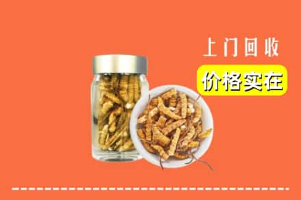 定襄县回收散虫草
