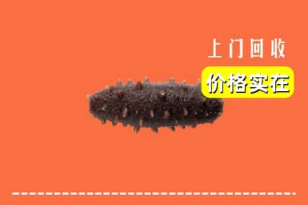 定襄县回收海参