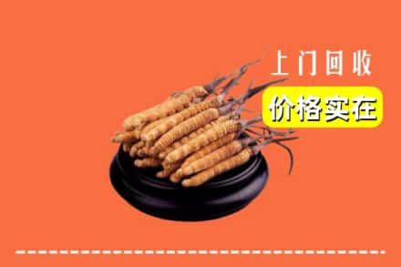 定襄县回收冬虫夏草